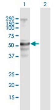 Anti-FLJ39501 antibody produced in mouse purified immunoglobulin, buffered aqueous solution