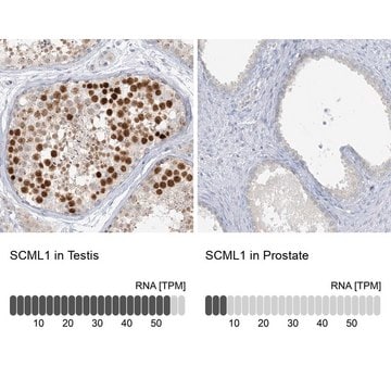 Anti-SCML1 antibody produced in rabbit Prestige Antibodies&#174; Powered by Atlas Antibodies, affinity isolated antibody, buffered aqueous glycerol solution