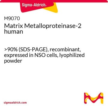 基质金属蛋白酶-2 人 &gt;90% (SDS-PAGE), recombinant, expressed in NSO cells, lyophilized powder