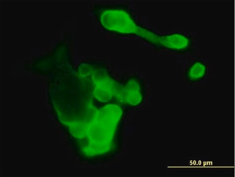 Anti-EFNA3 antibody produced in mouse purified immunoglobulin, buffered aqueous solution