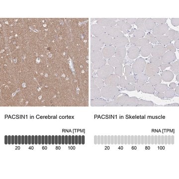 Anti-PACSIN1 antibody produced in rabbit Prestige Antibodies&#174; Powered by Atlas Antibodies, affinity isolated antibody, buffered aqueous glycerol solution