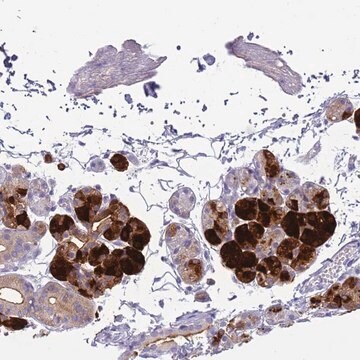 Anti-CST4 antibody produced in rabbit Prestige Antibodies&#174; Powered by Atlas Antibodies, affinity isolated antibody, buffered aqueous glycerol solution