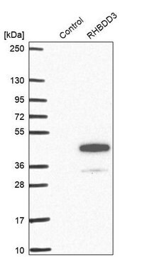 Anti-RHBDD3 antibody produced in rabbit Prestige Antibodies&#174; Powered by Atlas Antibodies, affinity isolated antibody, buffered aqueous glycerol solution