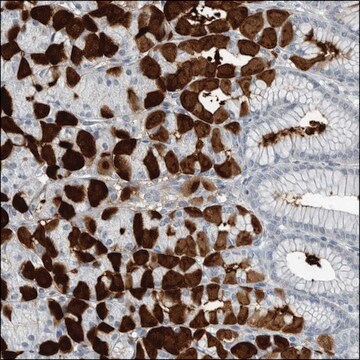 Anti-DENND3 antibody produced in rabbit Prestige Antibodies&#174; Powered by Atlas Antibodies, affinity isolated antibody, buffered aqueous glycerol solution