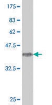 ANTI-HOXA5 antibody produced in mouse clone 4F2, purified immunoglobulin, buffered aqueous solution