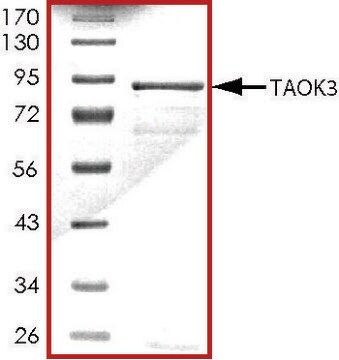 TAOK3 (1-463), active, GST tagged human PRECISIO&#174; Kinase, recombinant, expressed in baculovirus infected Sf9 cells, &#8805;70% (SDS-PAGE), buffered aqueous glycerol solution