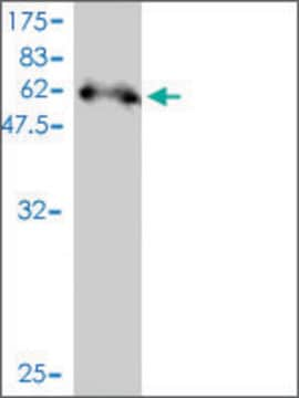 Monoclonal Anti-SDCBP2 antibody produced in mouse clone 3E8, purified immunoglobulin, buffered aqueous solution