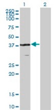 Monoclonal Anti-VPS26A, (C-terminal) antibody produced in mouse clone 1C4, purified immunoglobulin, buffered aqueous solution