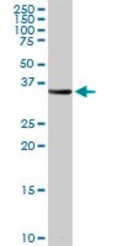 Anti-PSMB8 antibody produced in rabbit purified immunoglobulin, buffered aqueous solution