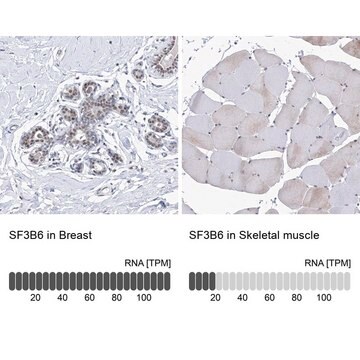 Anti-SF3B6 antibody produced in rabbit Prestige Antibodies&#174; Powered by Atlas Antibodies, affinity isolated antibody, buffered aqueous glycerol solution