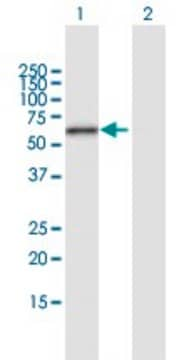 Anti-ERO1L antibody produced in mouse purified immunoglobulin, buffered aqueous solution