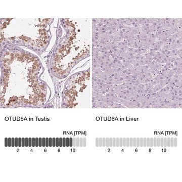 Anti-OTUD6A antibody produced in rabbit Prestige Antibodies&#174; Powered by Atlas Antibodies, affinity isolated antibody, buffered aqueous glycerol solution