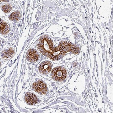 Anti-ASXL3 antibody produced in rabbit Prestige Antibodies&#174; Powered by Atlas Antibodies, affinity isolated antibody, buffered aqueous glycerol solution