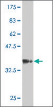 Monoclonal Anti-MGC2749 antibody produced in mouse clone 4C9, purified immunoglobulin, buffered aqueous solution