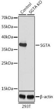 Anti-SGTA antibody produced in rabbit