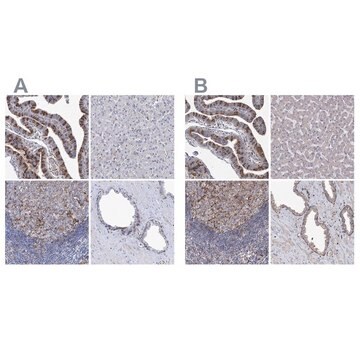 Anti-TMEM173 antibody produced in rabbit Prestige Antibodies&#174; Powered by Atlas Antibodies, affinity isolated antibody, buffered aqueous glycerol solution