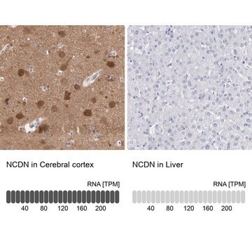 Anti-NCDN antibody produced in rabbit Prestige Antibodies&#174; Powered by Atlas Antibodies, affinity isolated antibody, buffered aqueous glycerol solution