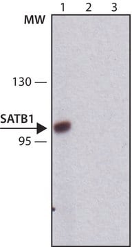 Anti-SATB1 antibody, Mouse monoclonal clone SAT-5, purified from hybridoma cell culture