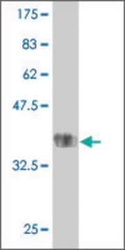 Monoclonal Anti-TMPRSS13 antibody produced in mouse clone 4F7, purified immunoglobulin, buffered aqueous solution