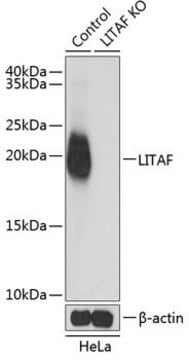 Anti-LITAF antibody produced in rabbit