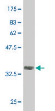 Monoclonal Anti-CAND1 antibody produced in mouse clone 2D7, purified immunoglobulin, buffered aqueous solution