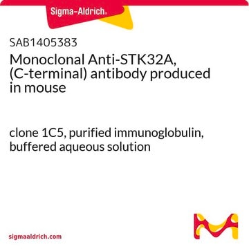 Monoclonal Anti-STK32A, (C-terminal) antibody produced in mouse clone 1C5, purified immunoglobulin, buffered aqueous solution