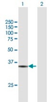 Anti-RFC5 antibody produced in mouse purified immunoglobulin, buffered aqueous solution