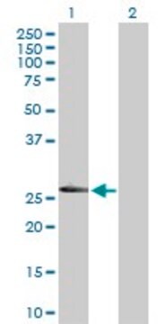 Anti-LRRK1 antibody produced in rabbit purified immunoglobulin, buffered aqueous solution