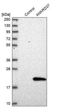 Anti-ANKRD37 antibody produced in rabbit Prestige Antibodies&#174; Powered by Atlas Antibodies, affinity isolated antibody, buffered aqueous glycerol solution