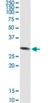 Anti-RBKS antibody produced in rabbit purified immunoglobulin, buffered aqueous solution