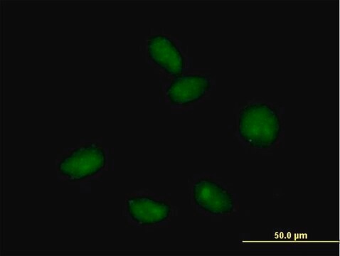 Anti-FLJ10292 antibody produced in mouse purified immunoglobulin, buffered aqueous solution