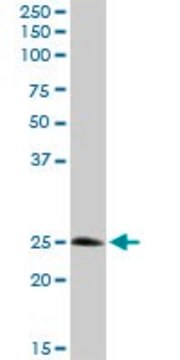 Anti-STX8 antibody produced in rabbit purified immunoglobulin, buffered aqueous solution