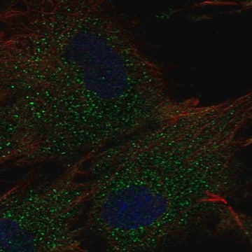 Anti-RC3H2 antibody produced in rabbit Prestige Antibodies&#174; Powered by Atlas Antibodies, affinity isolated antibody