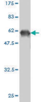 ANTI-FLJ20643 antibody produced in mouse clone M2, purified immunoglobulin, buffered aqueous solution