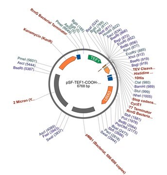 PSF-TEF1-COOH-TEV-10HIS - C-TERMINAL 10HIS TAG YEAST PLASMID plasmid vector for molecular cloning