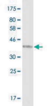 Monoclonal Anti-NBN, (C-terminal) antibody produced in mouse clone 2C7, purified immunoglobulin, buffered aqueous solution