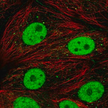 Anti-DCP2 antibody produced in rabbit Prestige Antibodies&#174; Powered by Atlas Antibodies, affinity isolated antibody