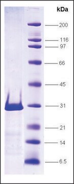 LXR &#946;-ligand binding domain (211-461) human recombinant, expressed in E. coli, &#8805;80% (SDS-PAGE)