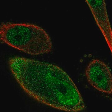 Anti-PKIG antibody produced in rabbit Prestige Antibodies&#174; Powered by Atlas Antibodies, affinity isolated antibody