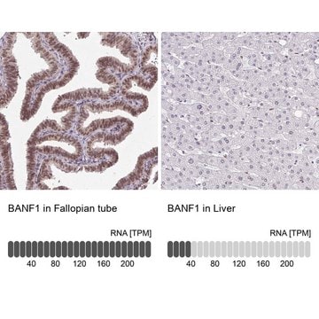 Anti-BANF1 antibody produced in rabbit Prestige Antibodies&#174; Powered by Atlas Antibodies, affinity isolated antibody, buffered aqueous glycerol solution