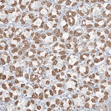 Anti-PILRB antibody produced in rabbit Prestige Antibodies&#174; Powered by Atlas Antibodies, affinity isolated antibody, buffered aqueous glycerol solution