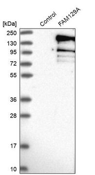 Anti-FAM129A antibody produced in rabbit Prestige Antibodies&#174; Powered by Atlas Antibodies, affinity isolated antibody, buffered aqueous glycerol solution, ab3