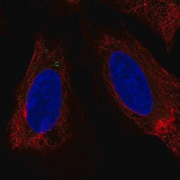 Anti-LUZP6 antibody produced in rabbit Prestige Antibodies&#174; Powered by Atlas Antibodies, affinity isolated antibody