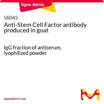 Anti-Stem Cell Factor antibody produced in goat IgG fraction of antiserum, lyophilized powder