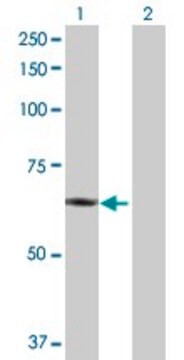 Anti-PLTP antibody produced in rabbit purified immunoglobulin, buffered aqueous solution