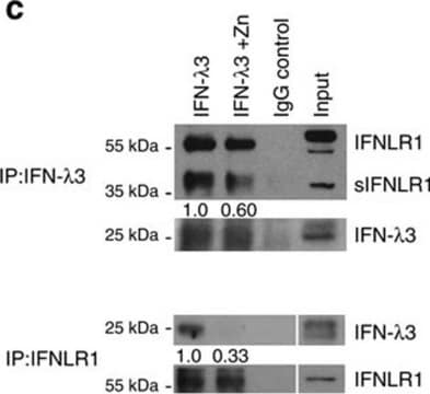 Anti-IFNLR1 antibody produced in rabbit Prestige Antibodies&#174; Powered by Atlas Antibodies, affinity isolated antibody, buffered aqueous glycerol solution