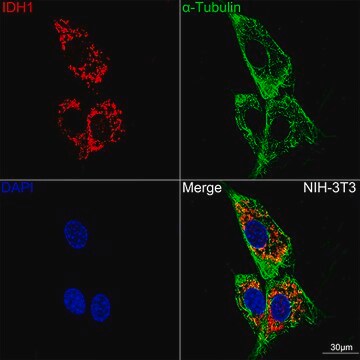 Anti-IDH1 Antibody, clone 5S2U7, Rabbit Monoclonal