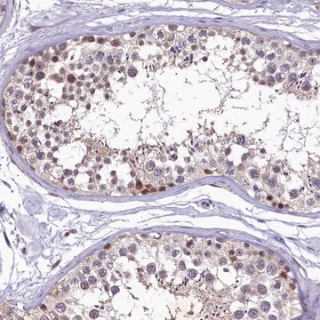 Anti-LATS2 antibody produced in rabbit Prestige Antibodies&#174; Powered by Atlas Antibodies, affinity isolated antibody, buffered aqueous glycerol solution