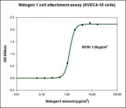 Nidogen-1 (NID1) human recombinant, expressed in HEK 293 cells, suitable for cell culture