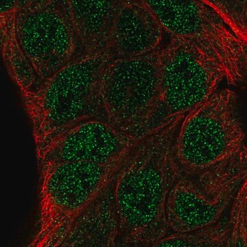 Anti-ZNF488 antibody produced in rabbit Prestige Antibodies&#174; Powered by Atlas Antibodies, affinity isolated antibody